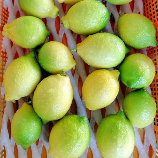 千葉県 マキファーム レモン 1kg（栽培期間中農薬不使用